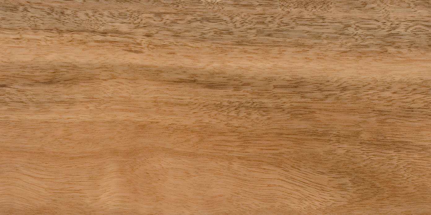 Spotted Gum Sample